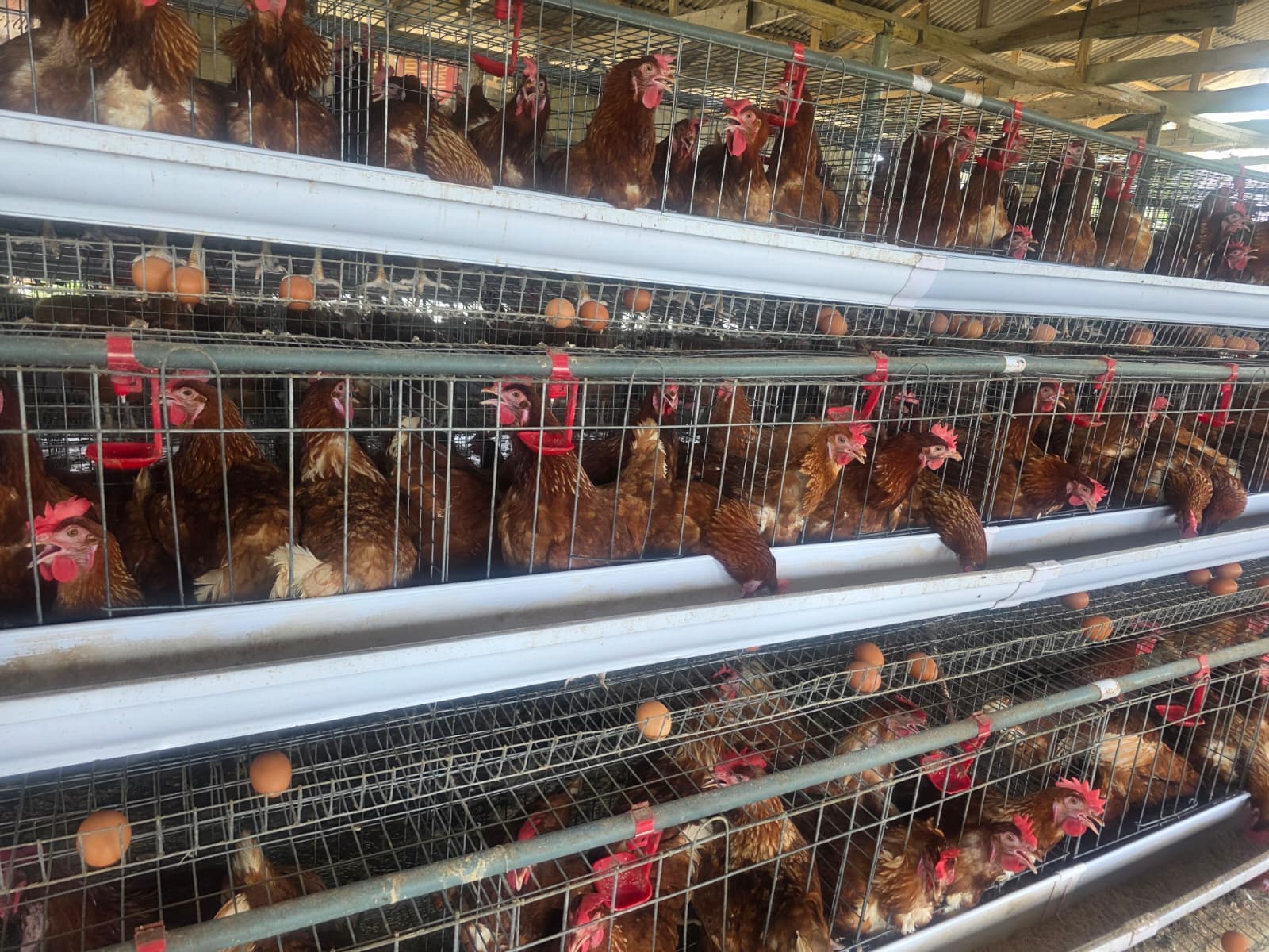 Our poultry farm — chickens roaming the yard
