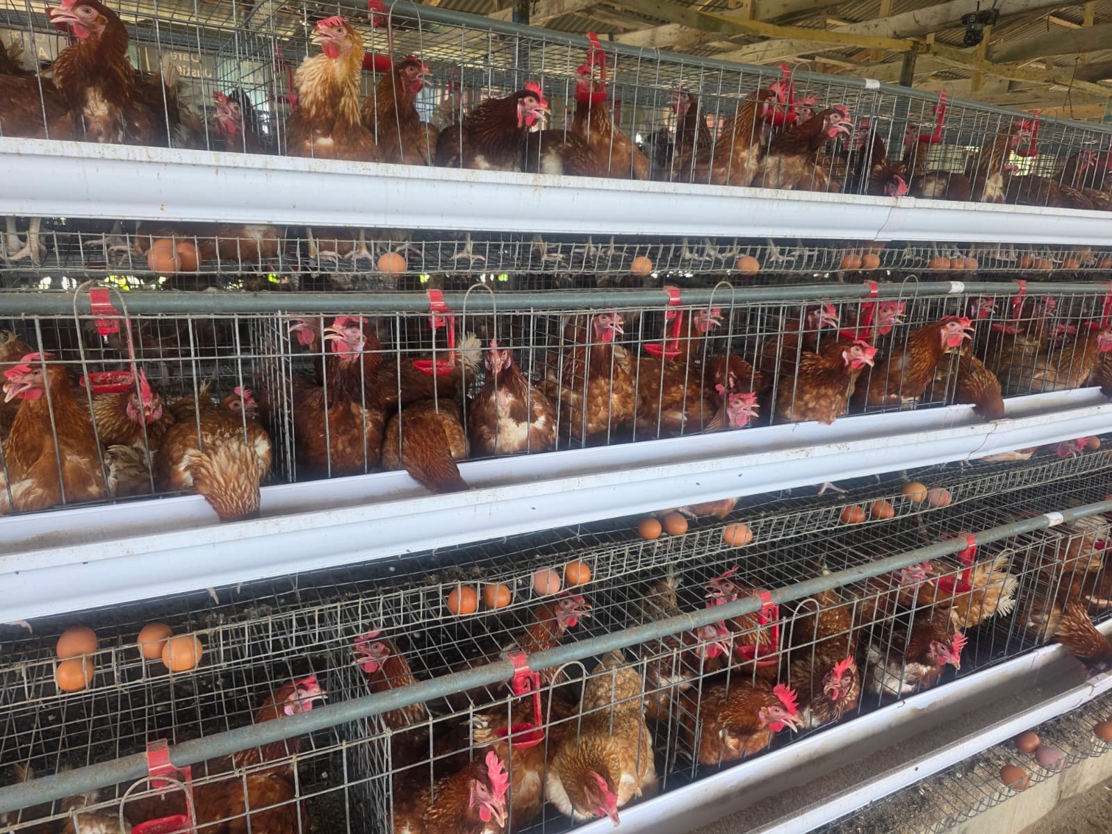 Farm harvest — fresh produce