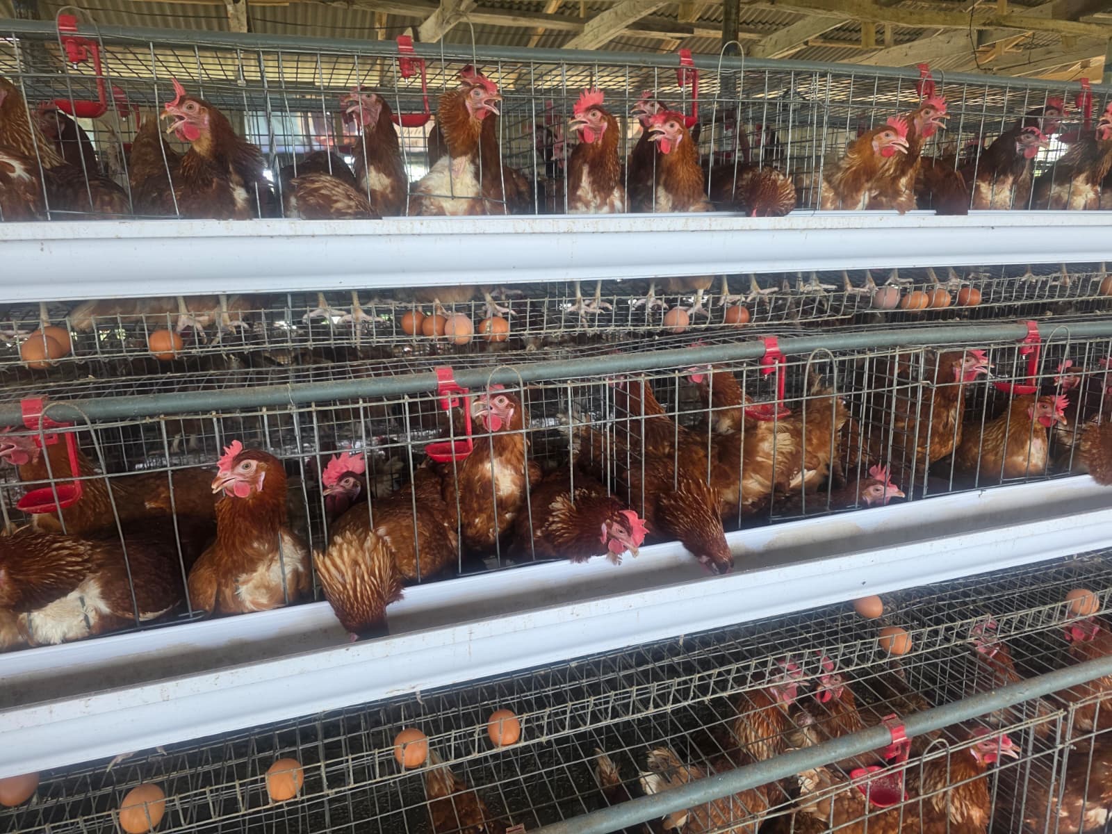 Poultry — ready for packing